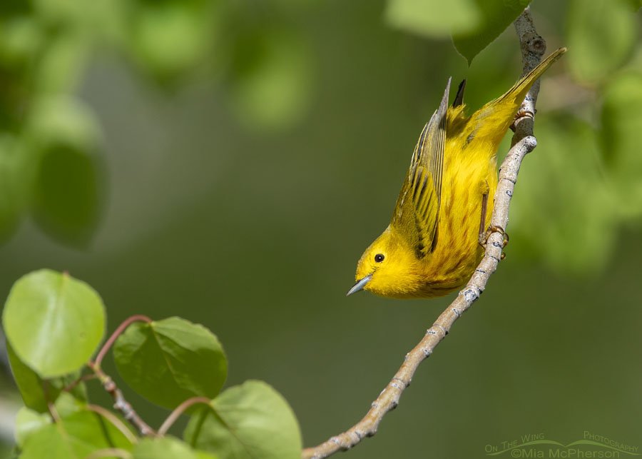 Male Yellow Warbler hanging from an aspen, Uinta Mountains, Uinta National Forest, Summit County, Utah