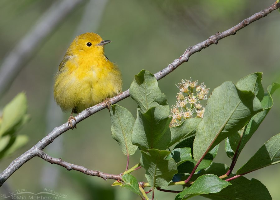 Fluffed up adult Yellow Warbler in a chokecherry, Wasatch Mountains, Summit County, Utah