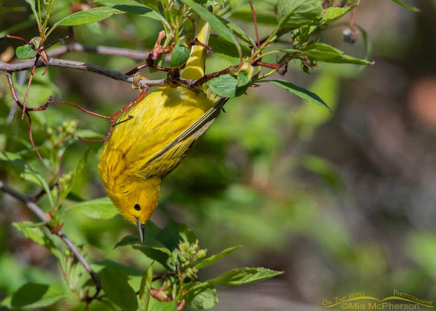 Male Yellow Warbler hanging upside down from a hawthorn, Wasatch Mountains, Summit County, Utah