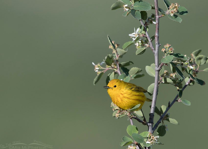 Male Yellow Warbler on a flowering shrub, Wasatch Mountains, Morgan County, Utah