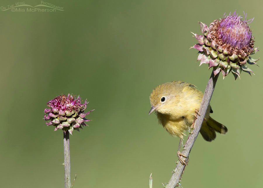 Immature Yellow Warbler and thistles, Wasatch Mountains, Summit County, Utah