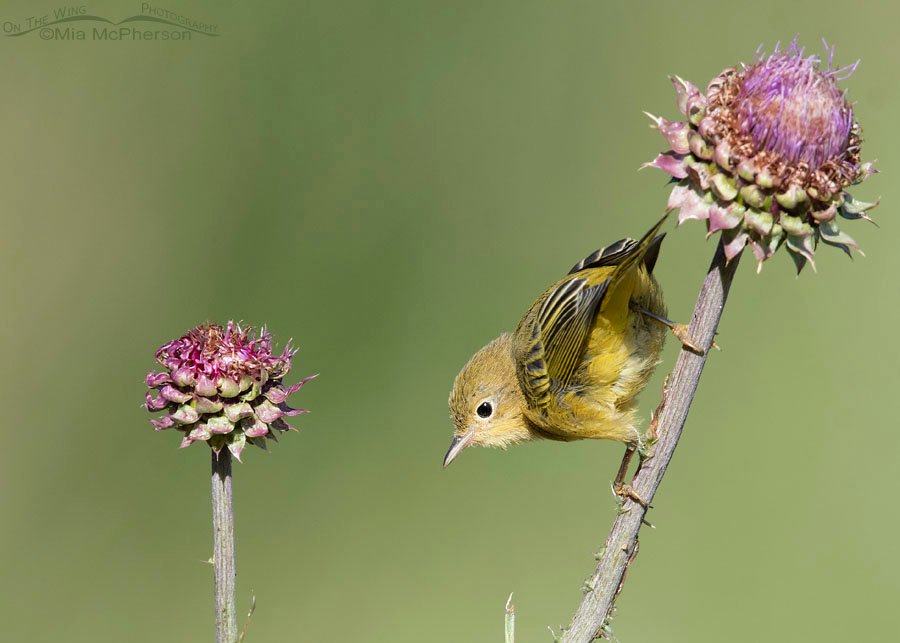 Immature Yellow Warbler foraging on thistles, Wasatch Mountains, Summit County, Utah