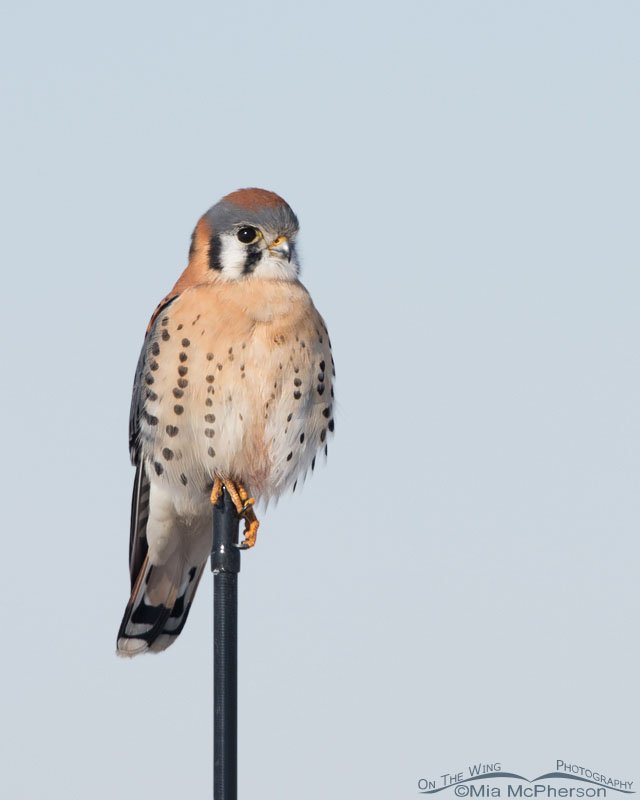 Male American Kestrel perched on an antennae, Farmington Bay WMA, Davis County, Utah