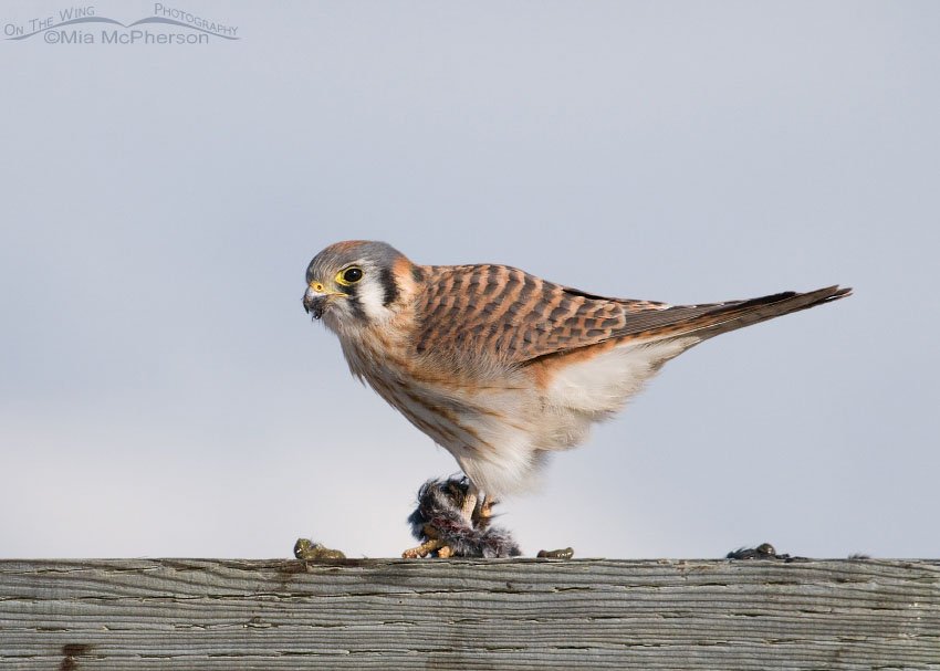 Adult female American Kestrel with her prey, Antelope Island State Park, Davis County, Utah