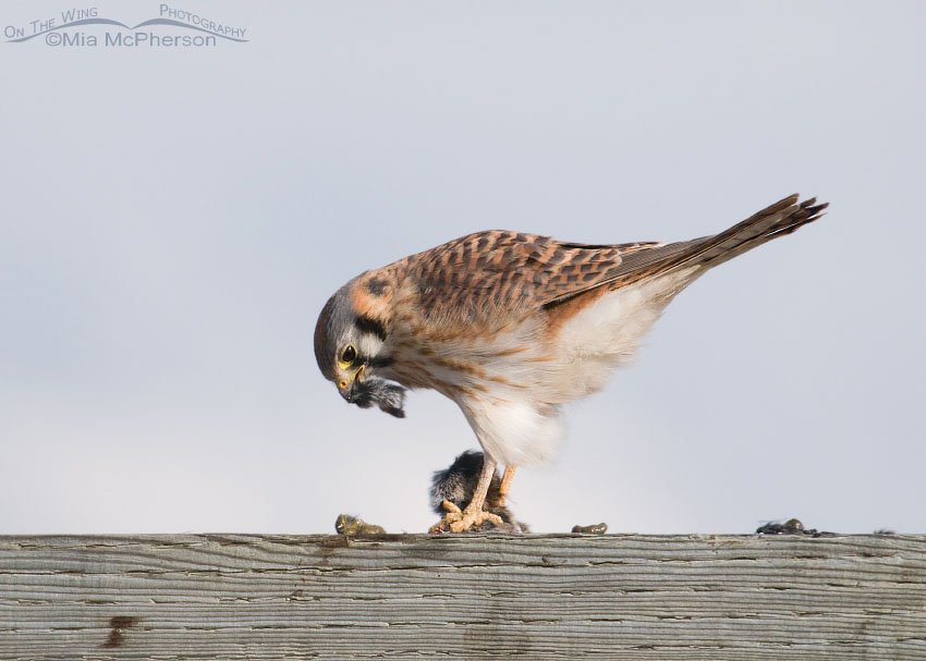 Female American Kestrel with a beak full of prey, Antelope Island State Park, Davis County, Utah