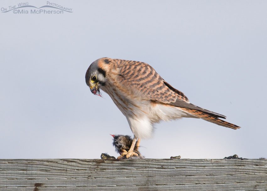 Female American Kestrel with an appetite, Antelope Island State Park, Davis County, Utah