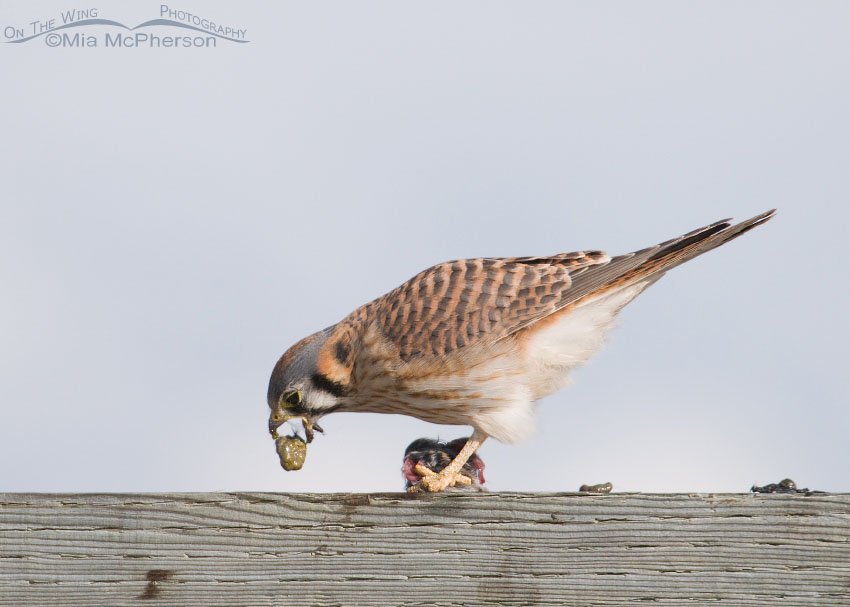 Female American Kestrel getting rid of the vole’s intestines, Antelope Island State Park, Davis County, Utah
