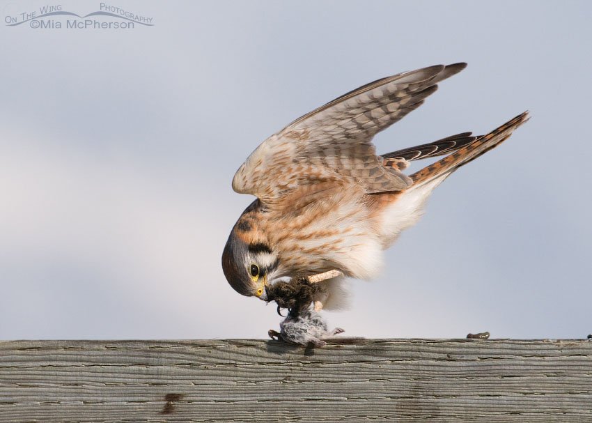 Female American Kestrel balancing while eating, Antelope Island State Park, Davis County, Utah