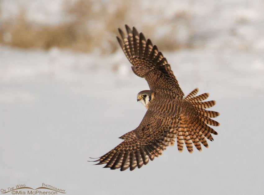 Female American Kestrel in flight, full dorsal view, Farmington Bay WMA, Davis County, Utah