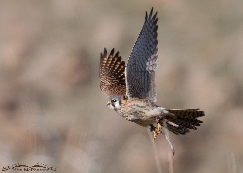 Escaped female American Kestrel with jesses 2012, Antelope Island State Park, Davis County, Utah