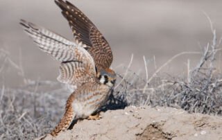 American Kestrel female lifting off