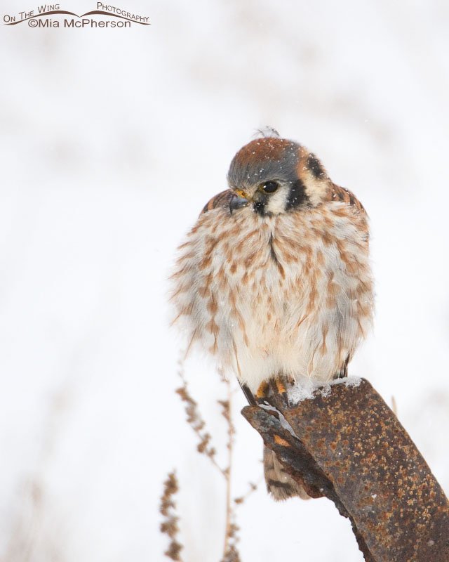 Fluffed up female American Kestrel in low light, Farmington Bay WMA, Davis County, Utah