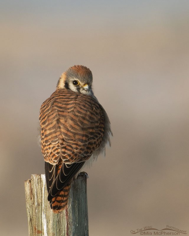 Fluffed up female American Kestrel, Farmington Bay WMA, Davis County, Utah