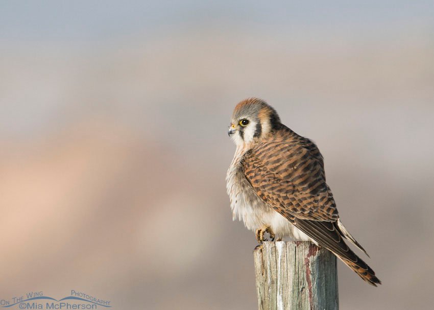 American Kestrel female sitting on signpost, Farmington Bay WMA, Davis County, Utah