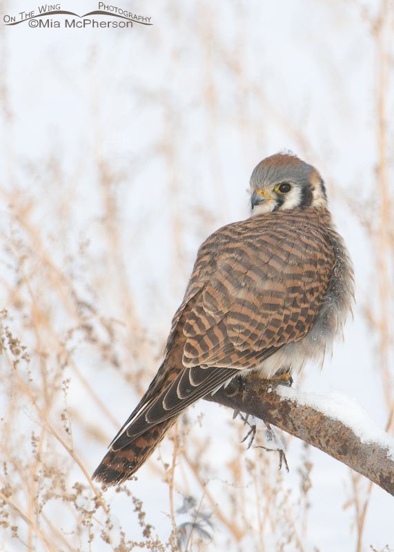 Female American Kestrel and her prey on rusty old metal, Farmington Bay WMA, Davis County, Utah
