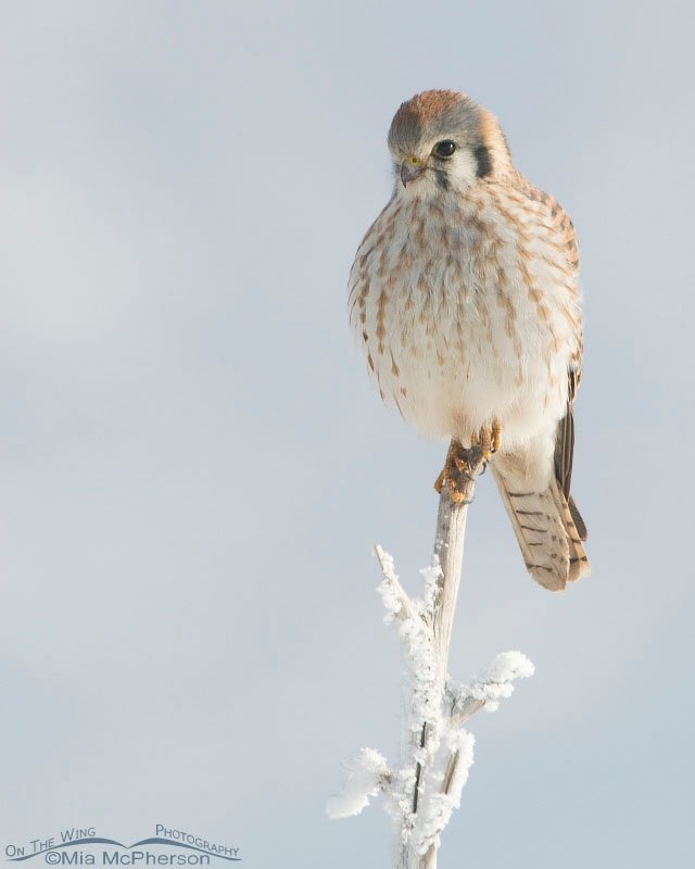 Female American Kestrel on a frosty perch at Farmington Bay WMA, Utah