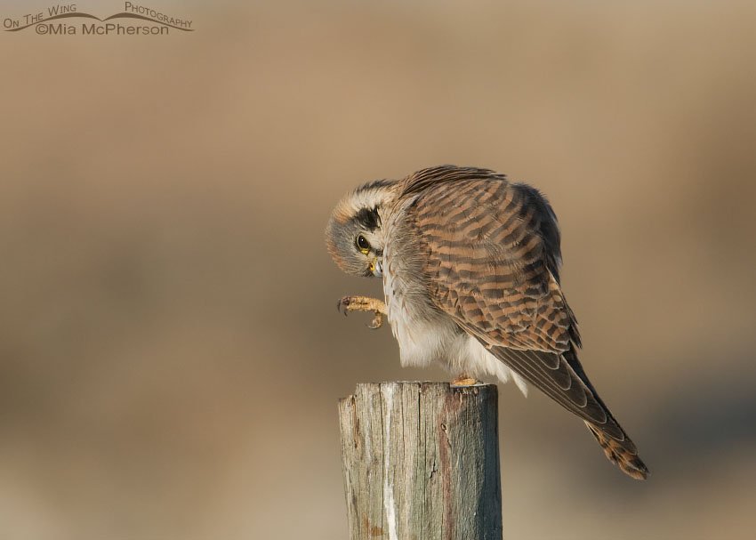 Peek-a-boo female American Kestrel, Farmington Bay WMA, Davis County, Utah