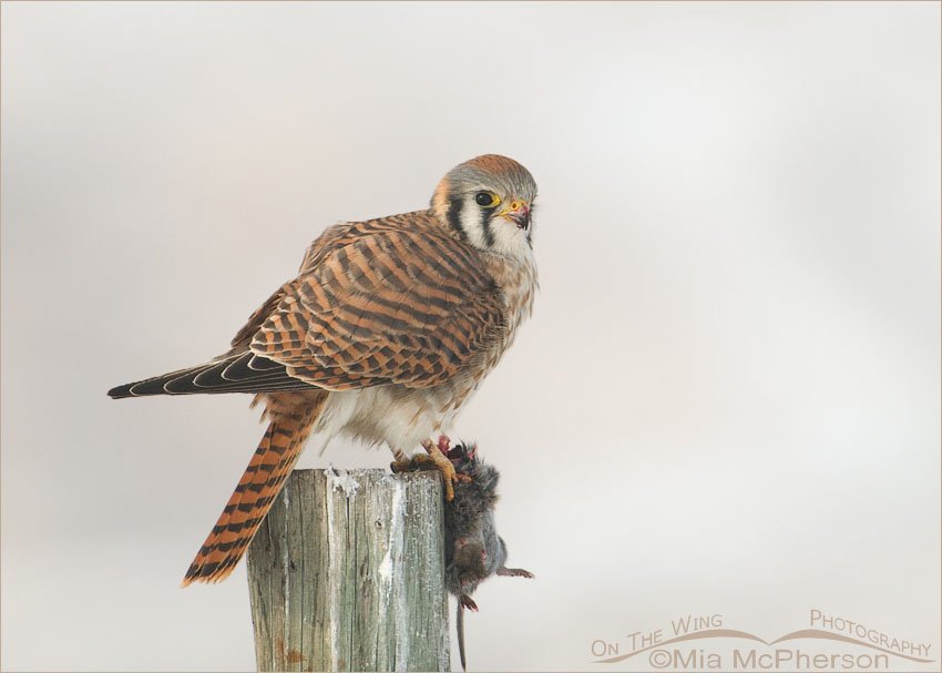Female American Kestrel with vole at Farmington Bay WMA, Davis County, Utah
