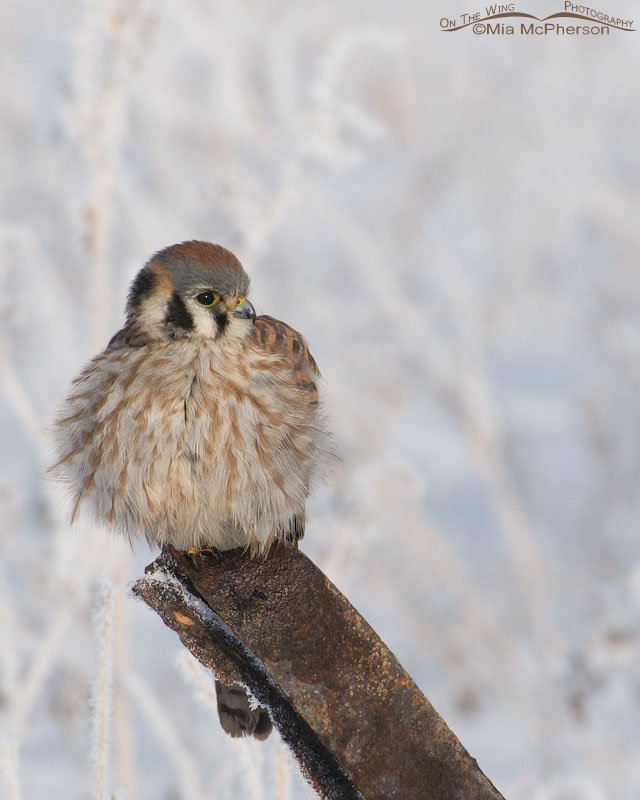 Female American Kestrel on a rusty perch, Farmington Bay WMA, Davis County, Utah
