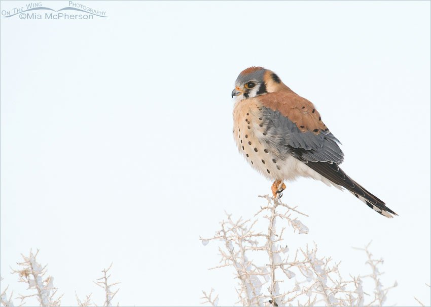 High key American Kestrel male on Antelope Island, Antelope Island State Park, Davis County, Utah