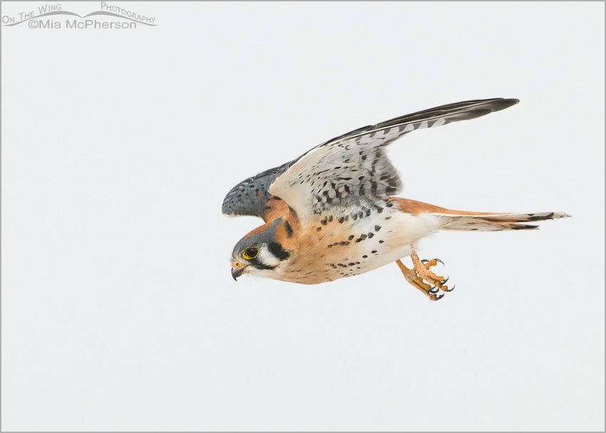 Male American Kestrel in flight on a very gray day, Farmington Bay WMA, Davis County, Utah