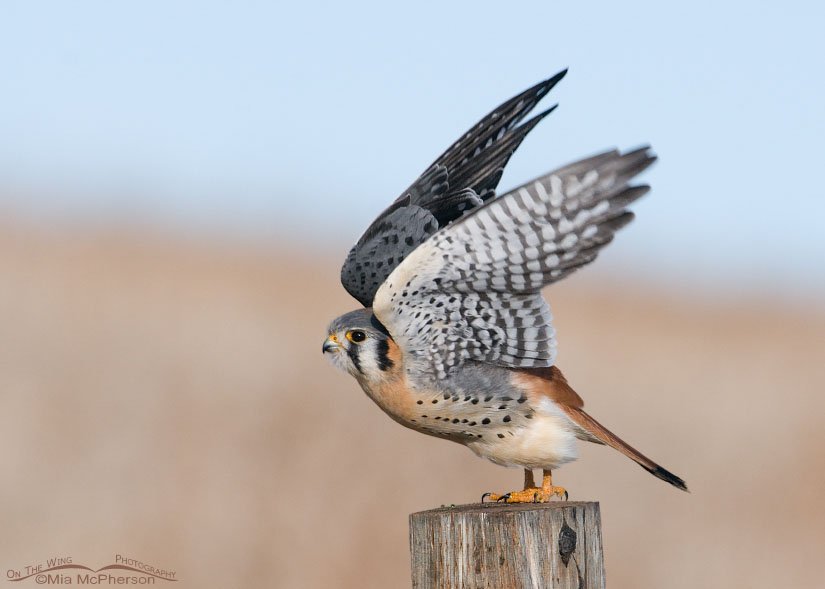 Male American Kestrel lifting off from a post, Antelope Island State Park, Davis County, Utah