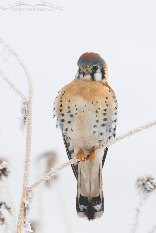 Male American Kestrel on a foggy, snowy day, Farmington Bay WMA, Davis County, Utah