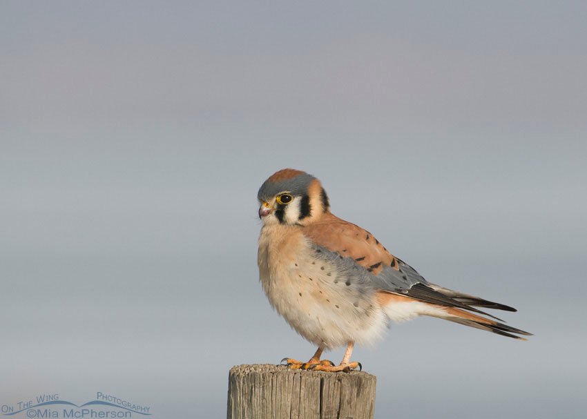 Male Kestrel on post, Farmington Bay WMA, Davis County, Utah