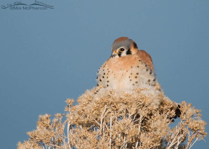 Male American Kestrel resting on rabbitbrush, Antelope Island State Park, Davis County, Utah