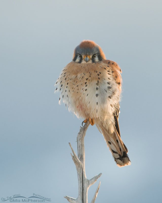 Side lit American Kestrel male at Farmington Bay WMA, Utah