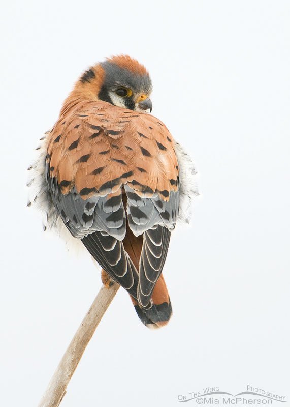 Male American Kestrel in low light and snow at Farmington Bay WMA, Utah