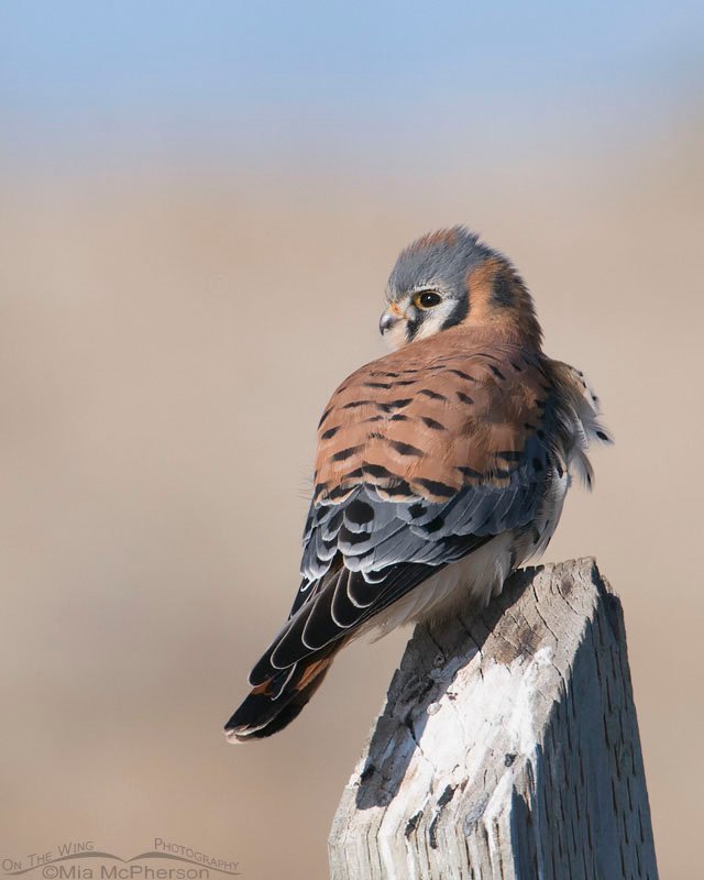 Back view of an American Kestrel male on a post, Antelope Island State Park, Davis County, Utah