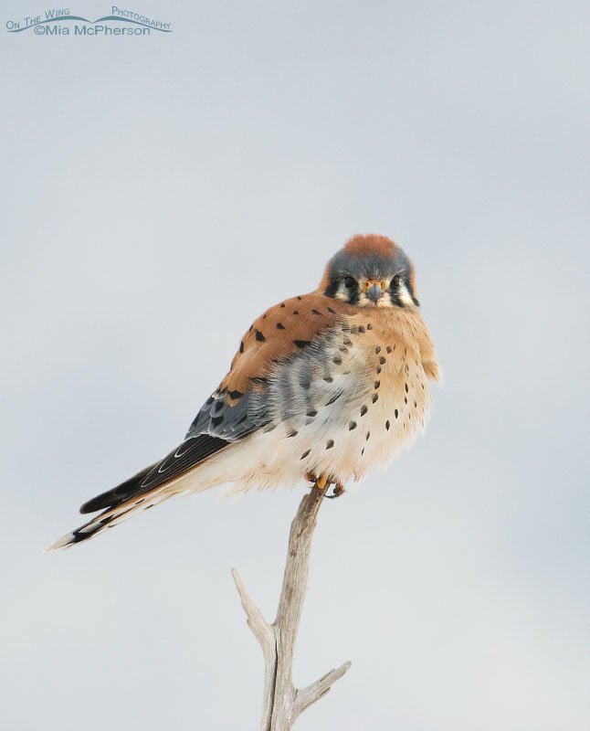 Low light male American Kestrel, Farmington Bay WMA, Davis County, Utah