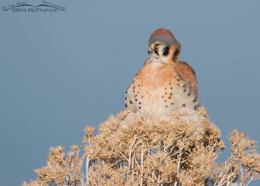 Even American Kestrels can look goofy, Antelope Island State Park, Davis County, Utah