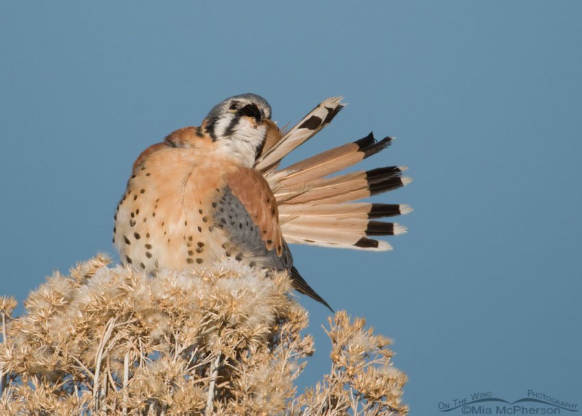 American Kestrel preening its tail feathers, Antelope Island State Park, Davis County, Utah