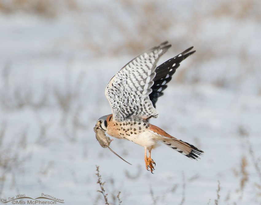 Male American Kestrel with prey, Farmington Bay WMA, Davis County, Utah