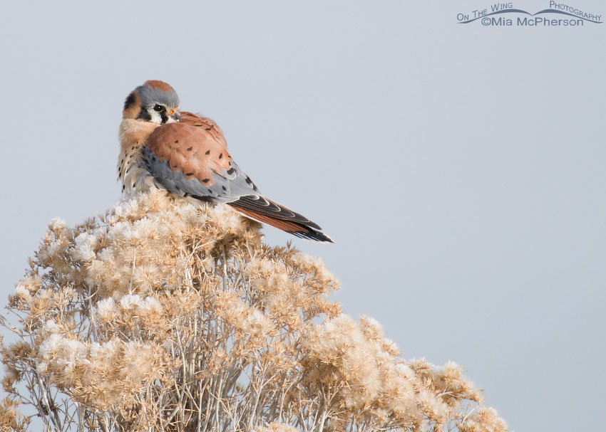 American Kestrel male on frosty rabbitbrush, Antelope Island State Park, Davis County, Utah