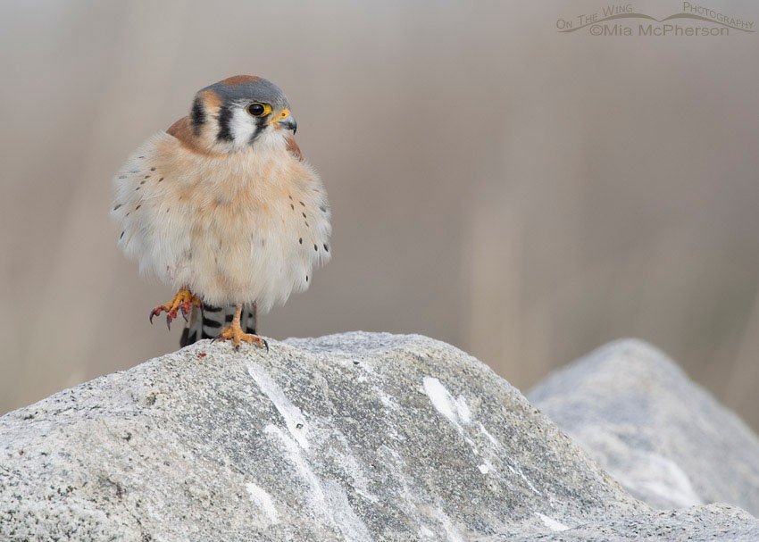 Male American Kestrel perched on a rock at Farmington Bay, Farmington Bay WMA, Davis County, Utah