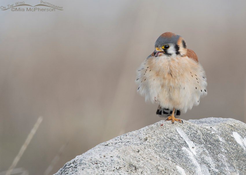 American Kestrel male resting on a rock, Farmington Bay WMA, Davis County, Utah