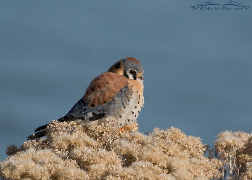 American Kestrel resting near the shore of the Great Salt Lake, Antelope Island State Park, Davis County, Utah