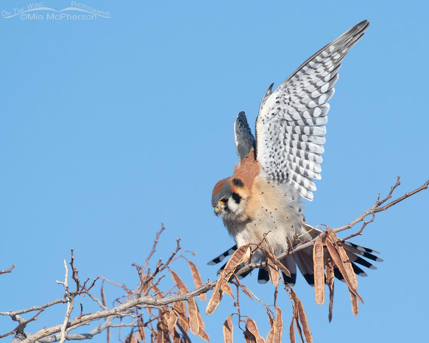 Adult male American Kestrel stretching his wings, Farmington Bay WMA, Davis County, Utah