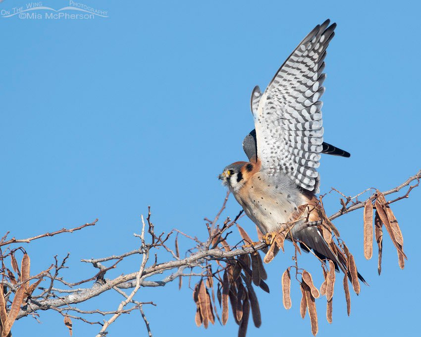 Male American Kestrel about to lift off from a tree, Farmington Bay WMA, Davis County, Utah