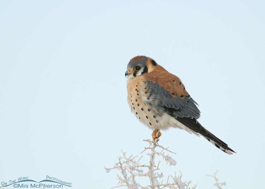 Male American Kestrel on Antelope Island after a snow, Davis County, Utah