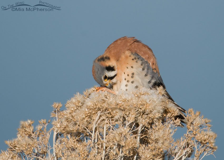 American Kestrel cleaning his feet, Antelope Island State Park, Davis County, Utah