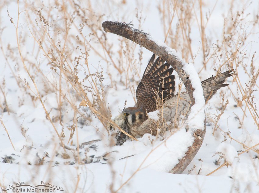 American Kestrel retrieves her prey, Farmington Bay WMA, Davis County, Utah