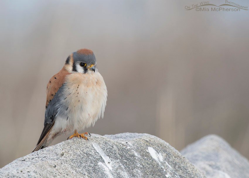 Male American Kestrel resting, Farmington Bay WMA, Davis County, Utah