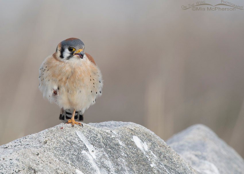 Male American Kestrel all puffed up, Farmington Bay WMA, Davis County, Utah