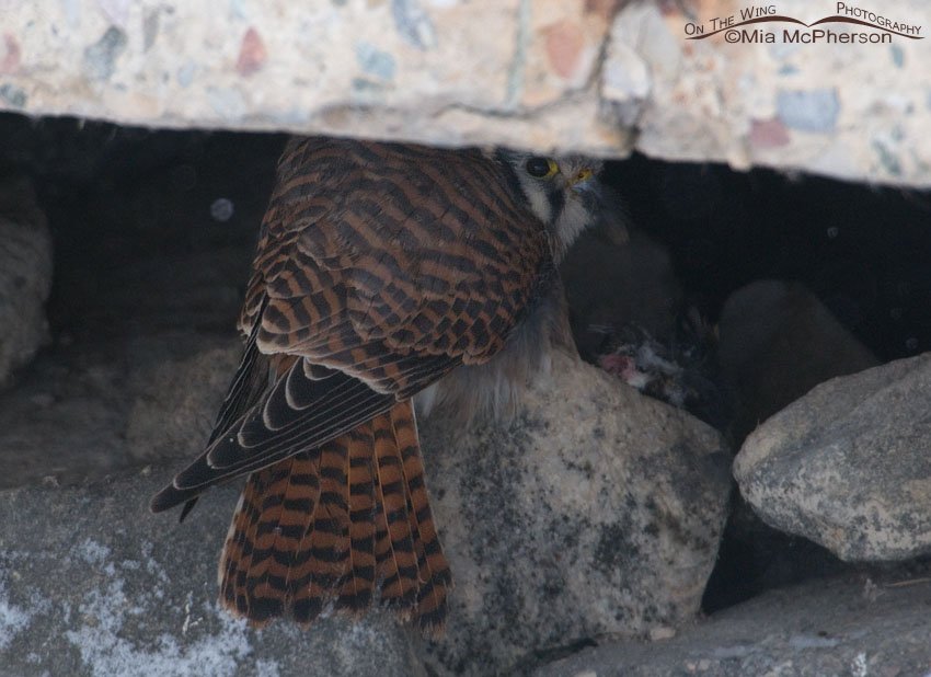 American Kestrel hiding with her prey under a concrete slab, Farmington Bay WMA, Davis County, Utah