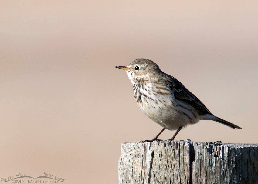 American Pipit at Farmington Bay, Davis County, Utah