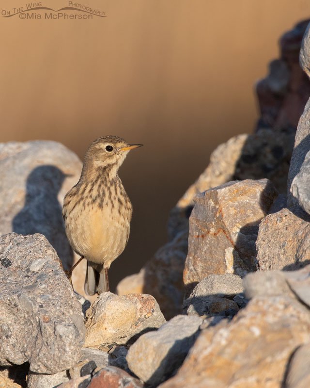 American Pipit tucked into some rocks, Farmington Bay WMA, Davis County, Utah